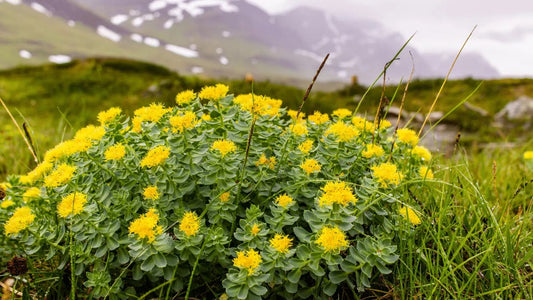 How Long Does It Take for Rhodiola Rosea to Work?