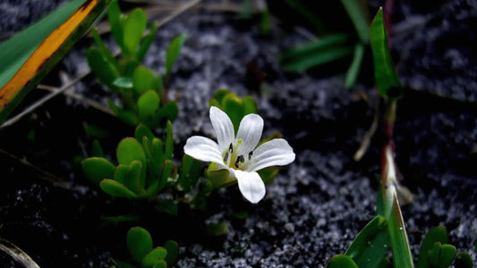 How Long Does It Take for Bacopa Monnieri to Work?