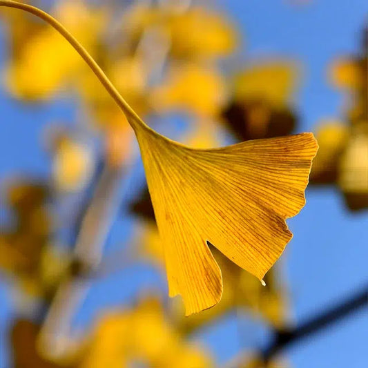 6 Proven Ginkgo Benefits for Enhancing Memory, Focus, and Quick Thinking