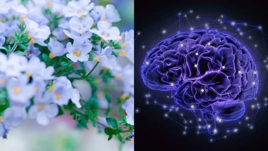 7 Amazing Ways Bacopa Monnieri Boosts Your Brain Health