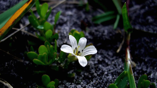 How Long Does It Take for Bacopa Monnieri to Work?