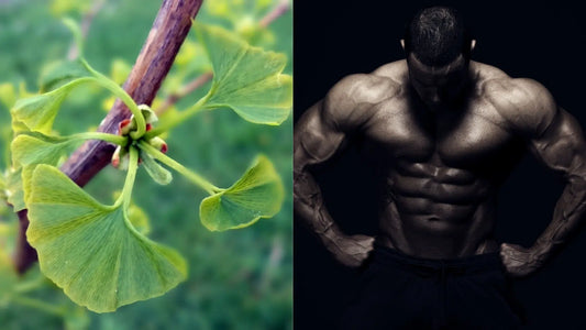 Supercharge Your Nights: 7 Ginkgo Biloba Benefits Sexually All Men Must Know