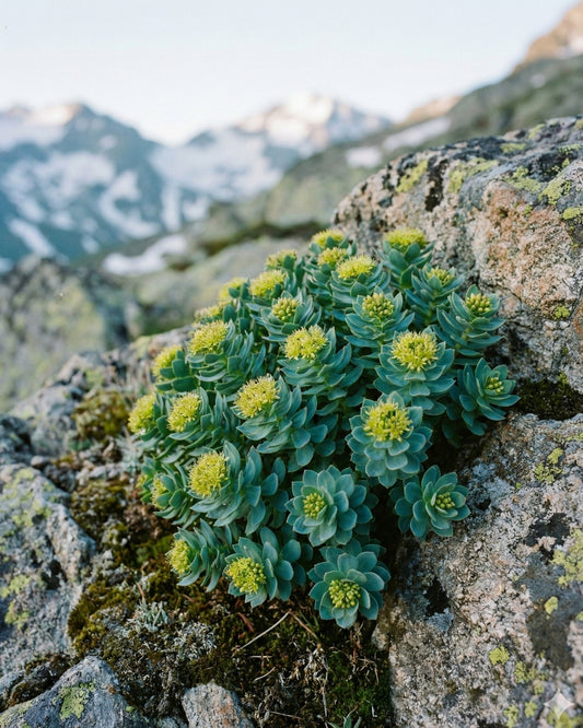 Rhodiola Rosea and Depression: Top 5 Proven Benefits for Emotional Wellness