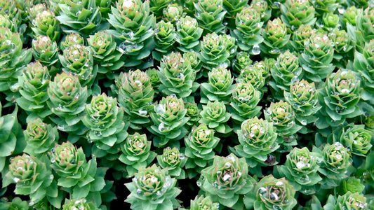 Nature's Brain Booster: 4 Amazing Effects of Rhodiola Rosea (golden root)