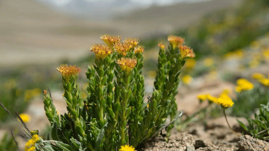 8 Proven Health Benefits of Rhodiola Rosea